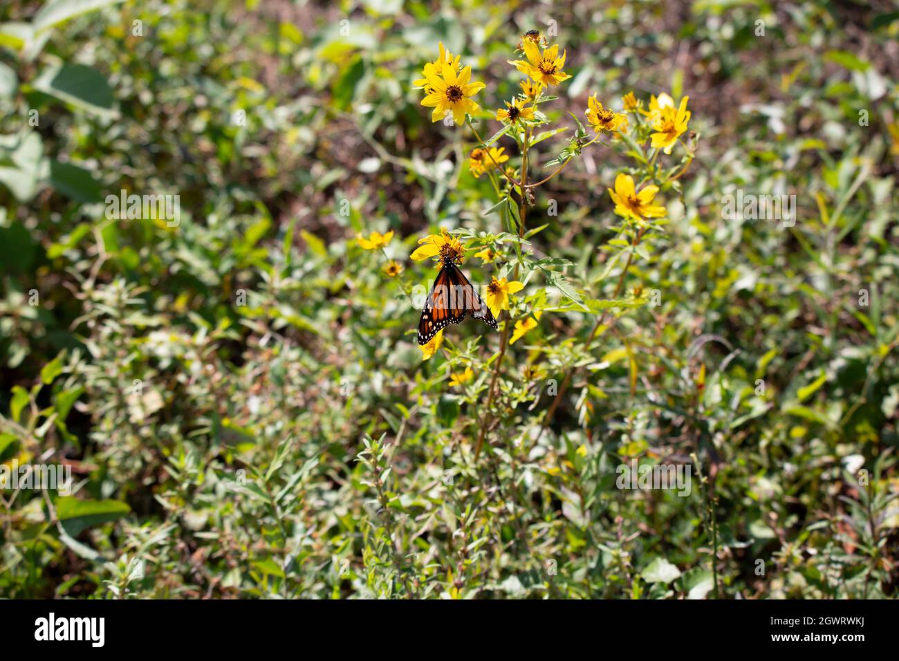 Monarch butterfly (Danaus plexippus) hanging on a pretty, yellow flower ...