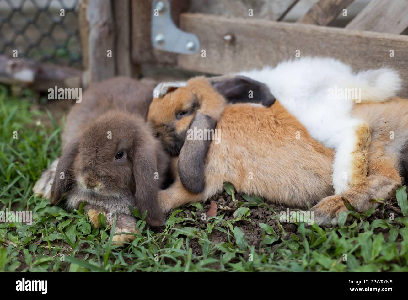 Three Cute Rabbits Lying Down And Sleep Together In The Meadow With