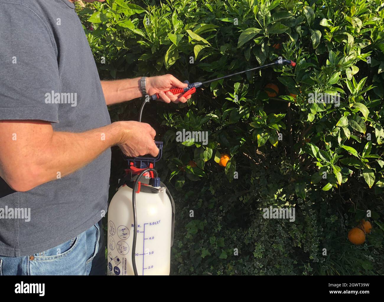 Neem oil gardening hires stock photography and images Alamy