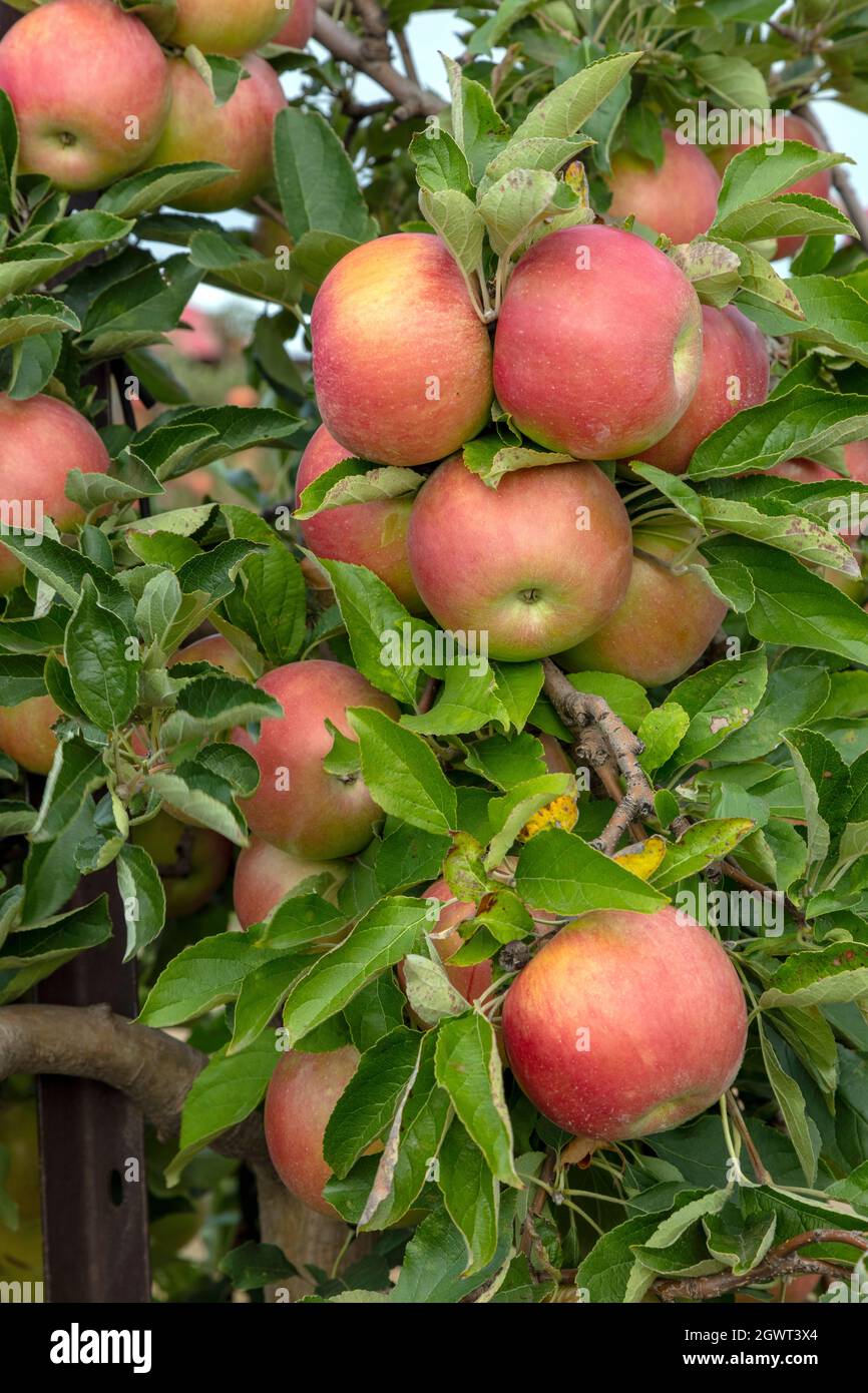 Fuji Apples on Apple trees, fruit orchard, SW Michigan, USA, by James D