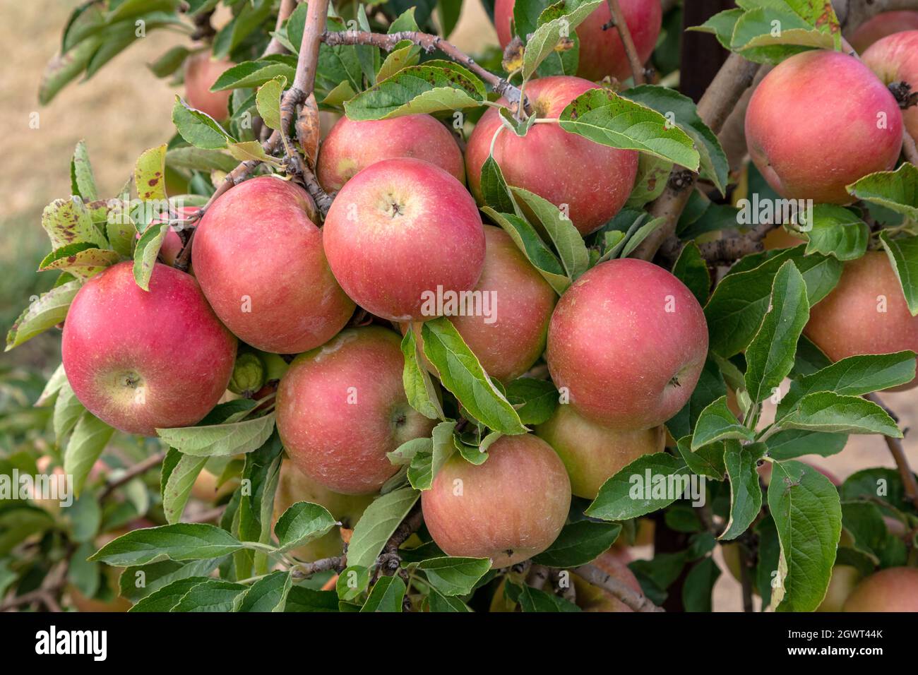 Fuji Apples on Apple trees, fruit orchard, SW Michigan, USA, by James D