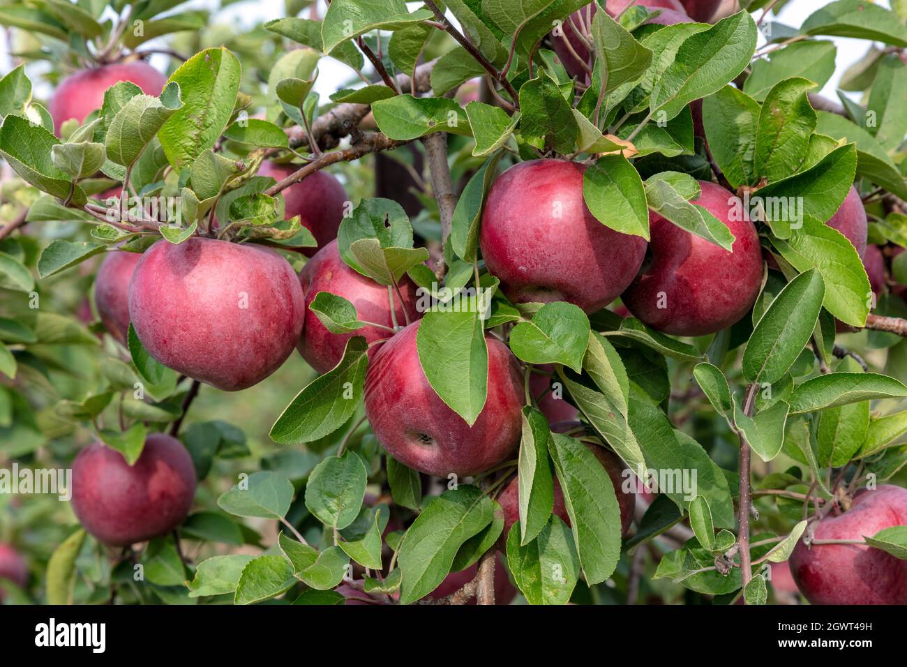 Gala Apples ripening on trees, Apple orchard, SW Michigan, USA, by James D Coppinger/Dembinsky Photo Assoc Stock Photo
