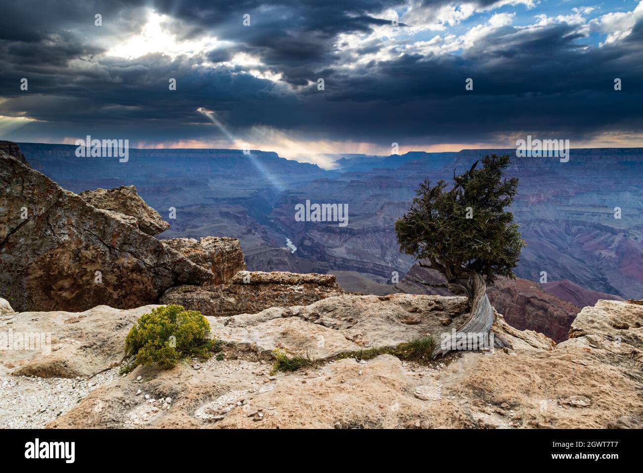 Grand Canyon, viewed from Lipan Point on the south rim. Tree in foreground; Thunderstorm raining the distance. Rays of light shining through clouds. Stock Photo