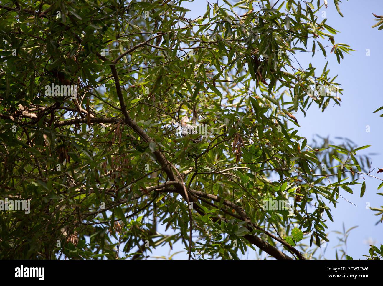 Red-bellied woodpecker (Melanerpes carolinus) sticking out its tongue