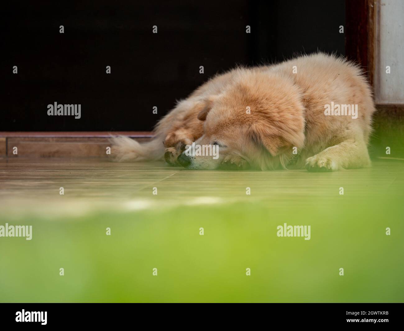 Body guard door hires stock photography and images Alamy