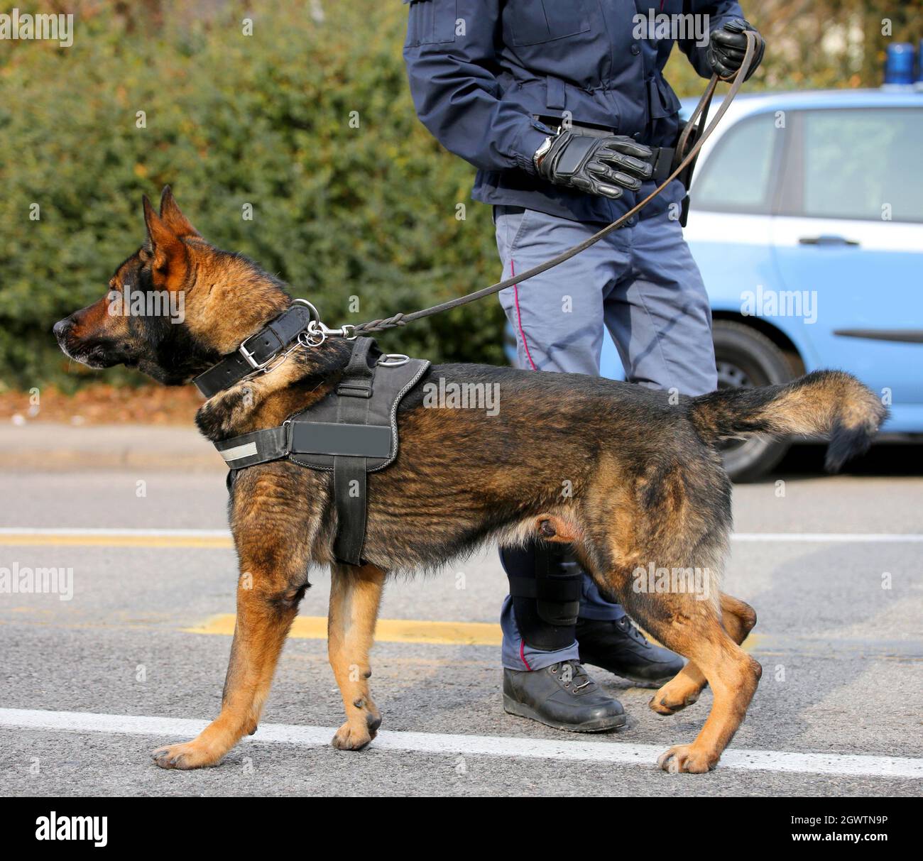 Dog Canine Unit Of The Police Called K-9 To Identify The Explosives Stock Photo