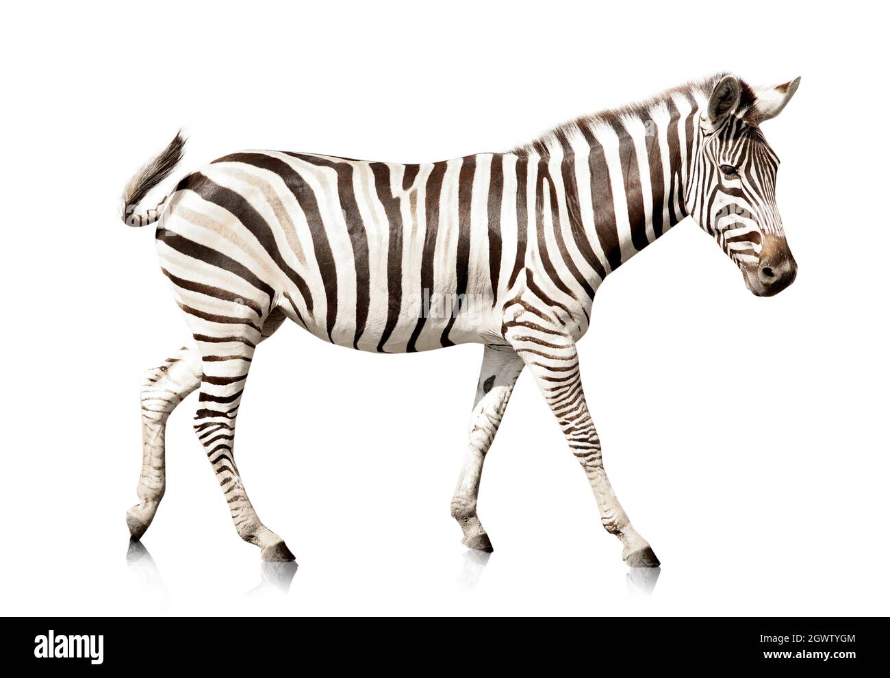 Odd toed Cut Out Stock Images & Pictures Alamy