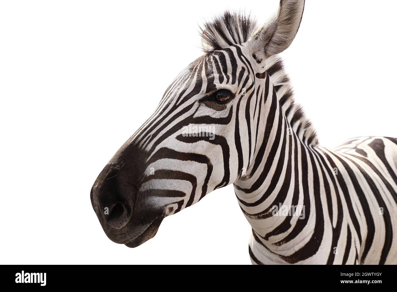 Burchell's zebra isolated on white Stock Photo Alamy
