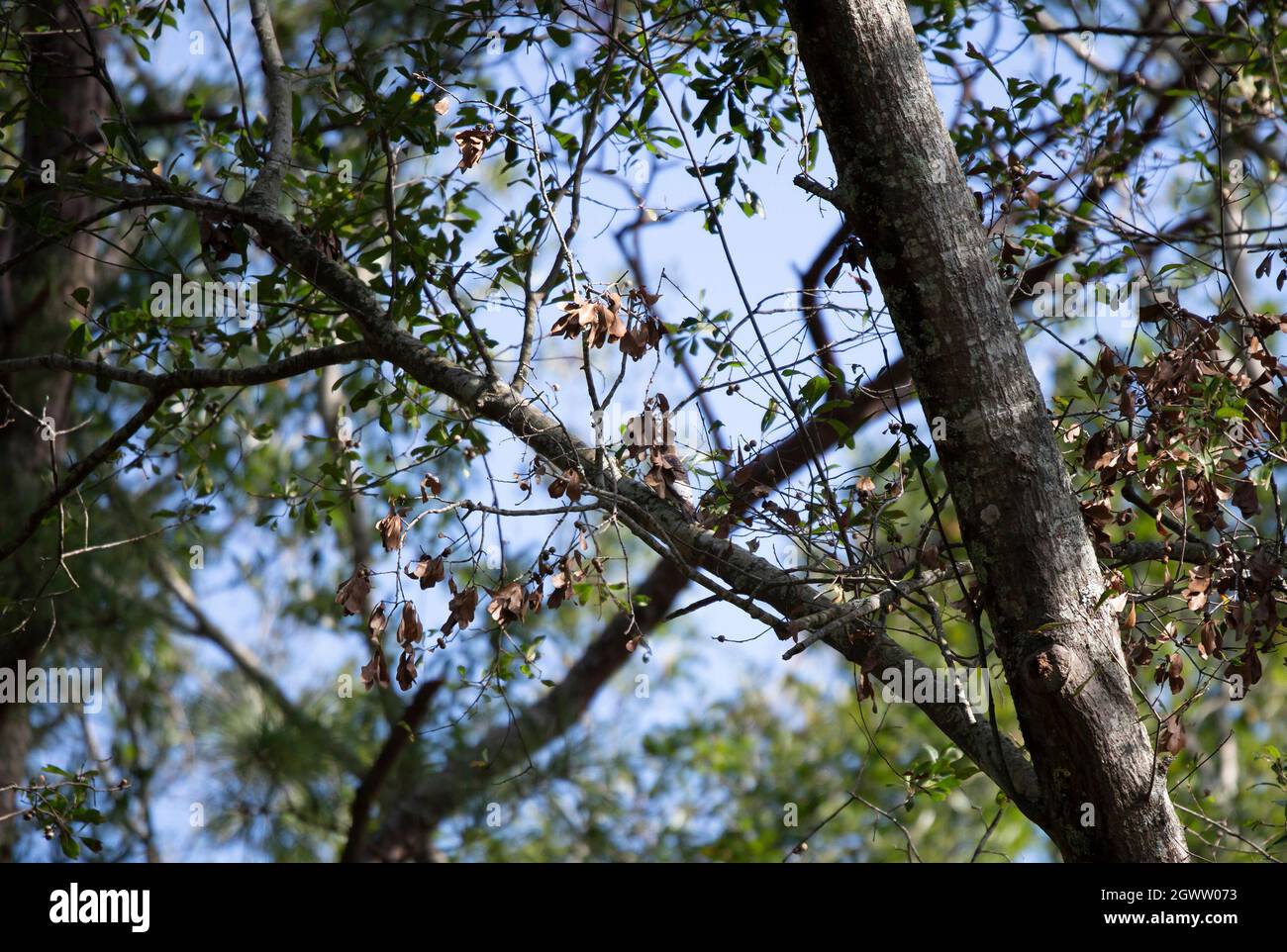 Immature red-headed woodpecker (Melanerpes erythrocephalus) foraging