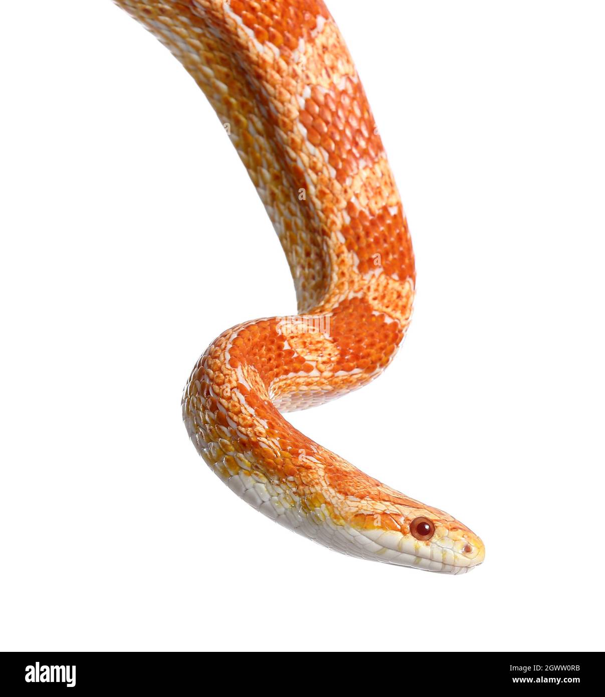 Corn snake on white background Stock Photo - Alamy