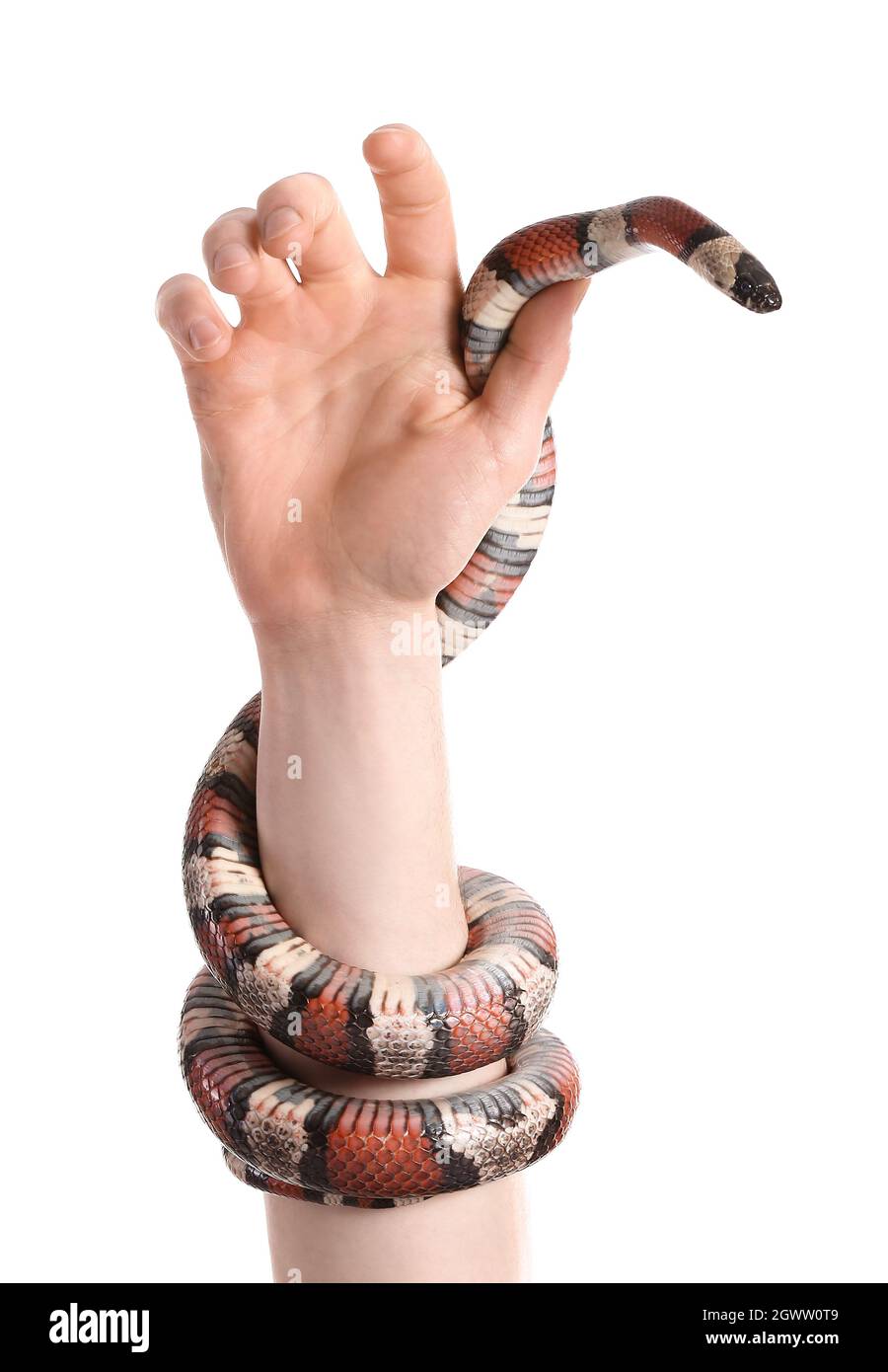 Hand of owner with red king snake on white background Stock Photo - Alamy