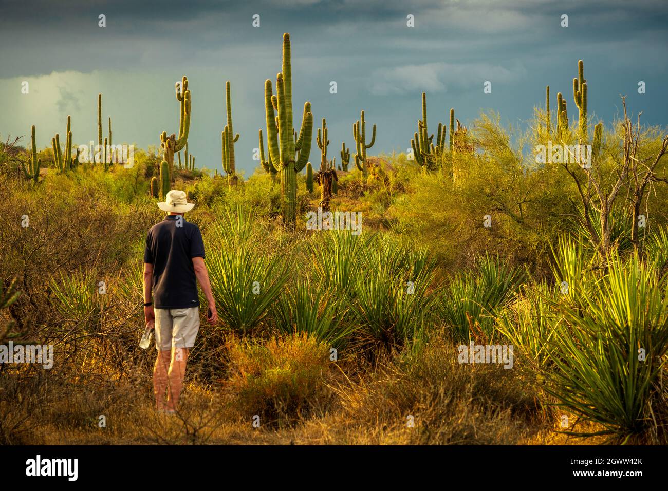 My Pops Looking Into The Distance Of The Sonoran Desert In Scottsdale, Az Stock Photo