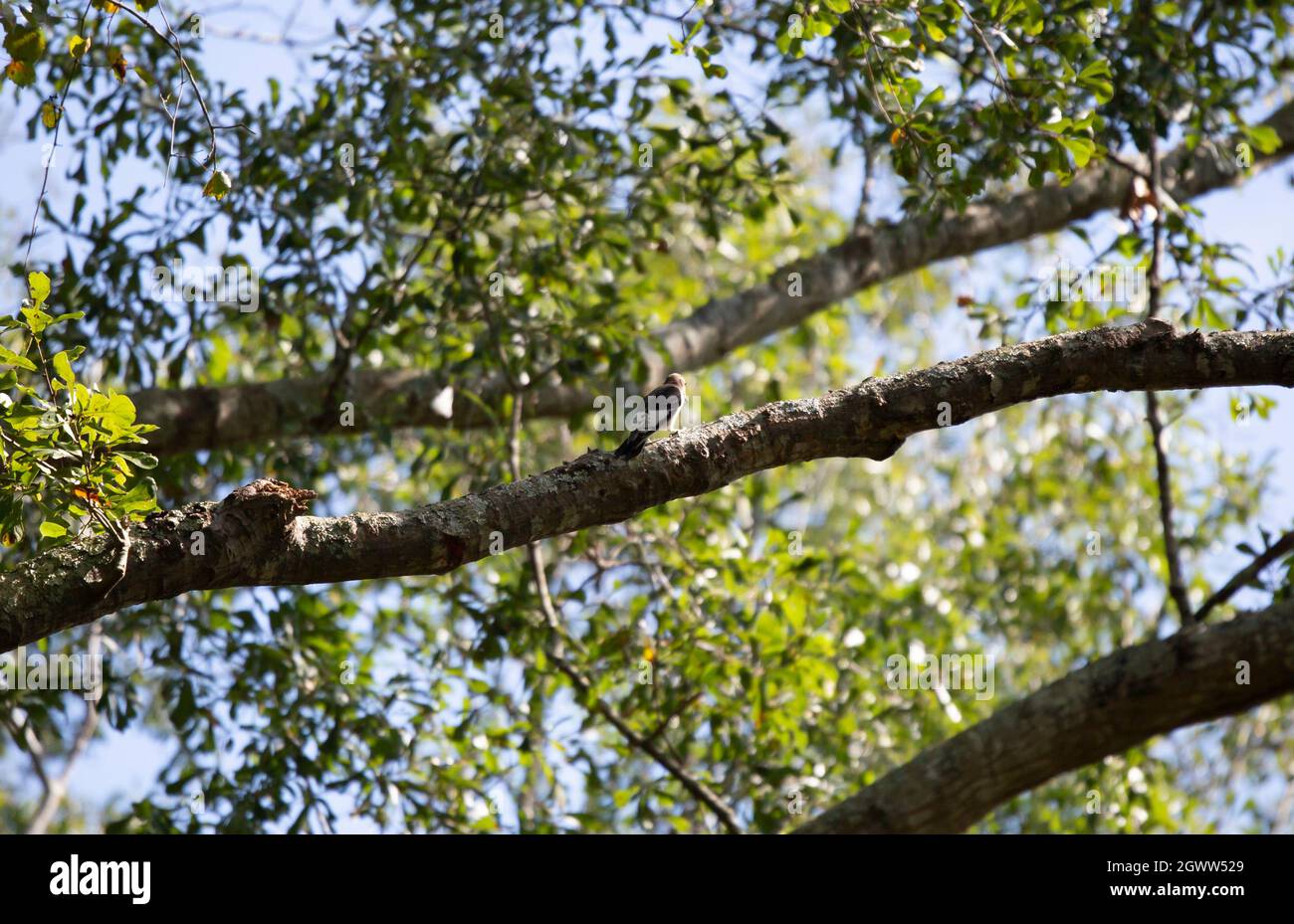 Immature red-headed woodpecker (Melanerpes erythrocephalus) on a tree