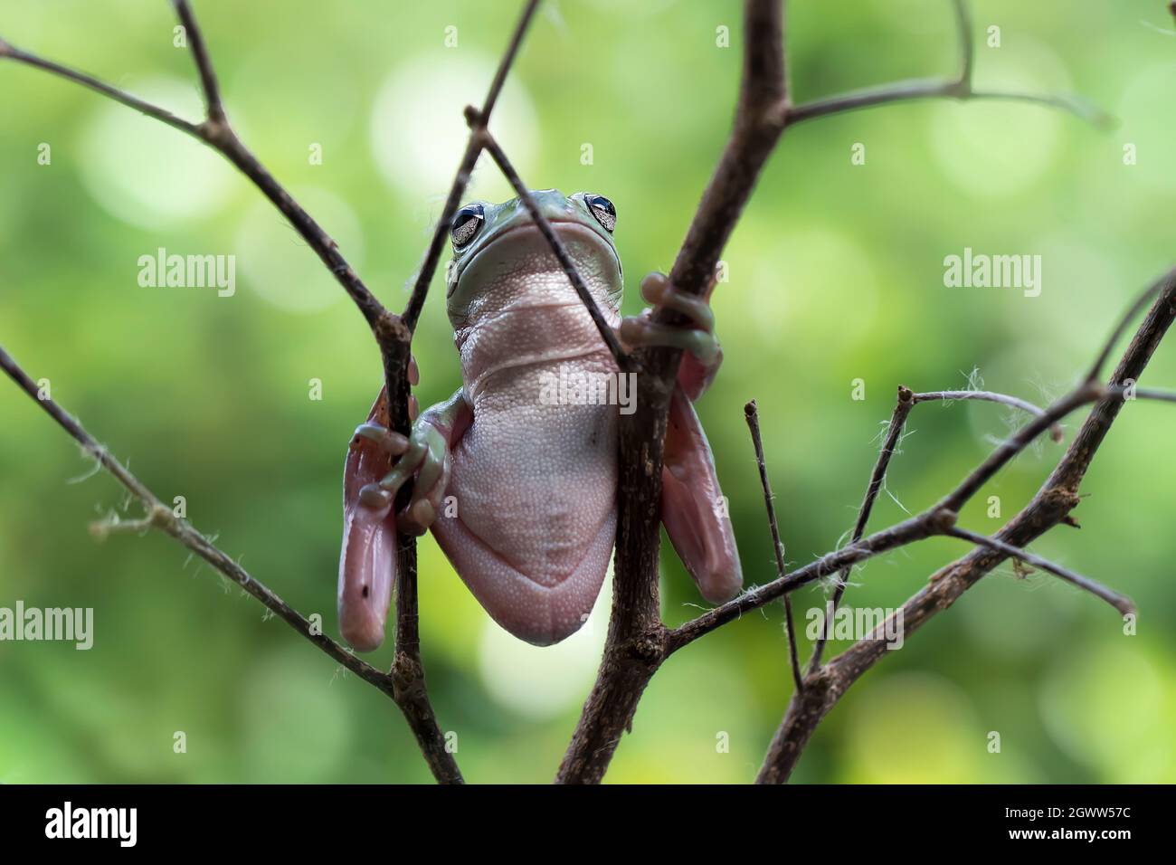 The Australian Green Tree Frog Or Dumpy Tree Frog, With Natural And Colorful Background. Stock Photo