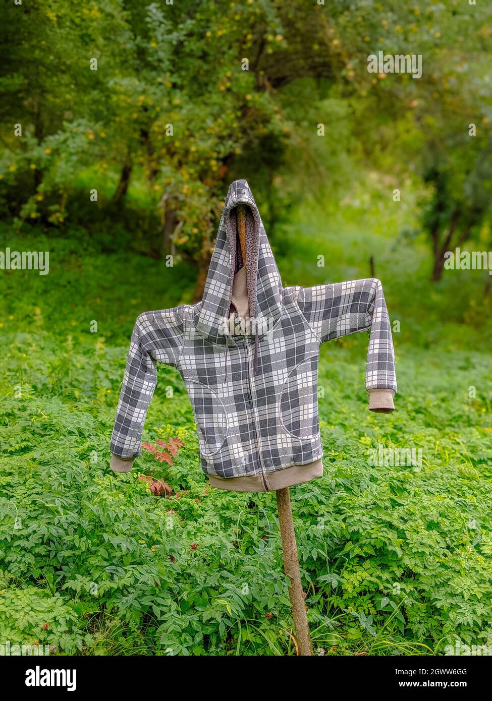Dress hanging from tree hi-res stock photography and images - Alamy