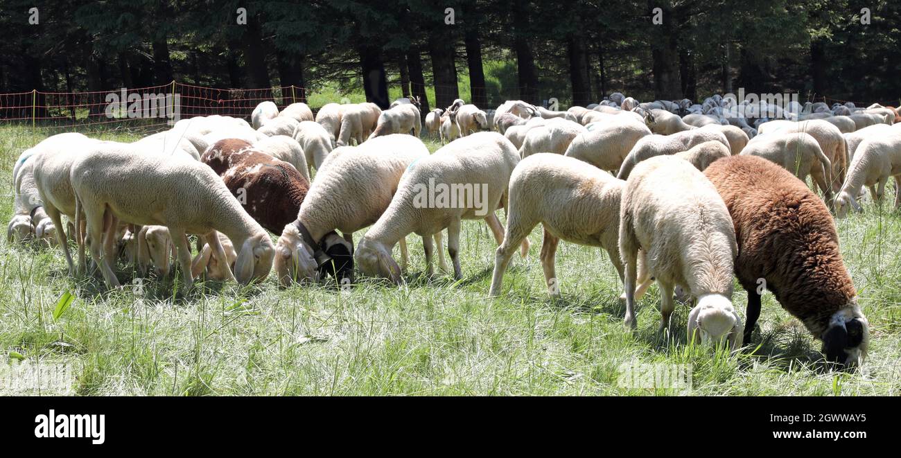 Flock Of Many White Sheep Grazes On The Meadow Stock Photo
