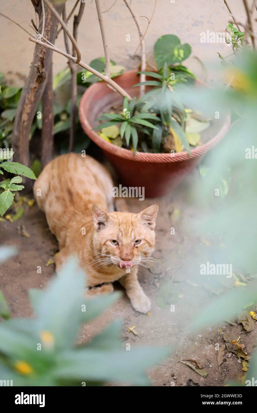 Small karachi hires stock photography and images Alamy