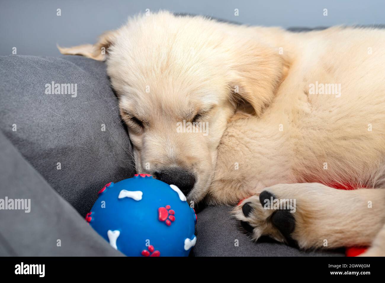Dog playpen hires stock photography and images Alamy