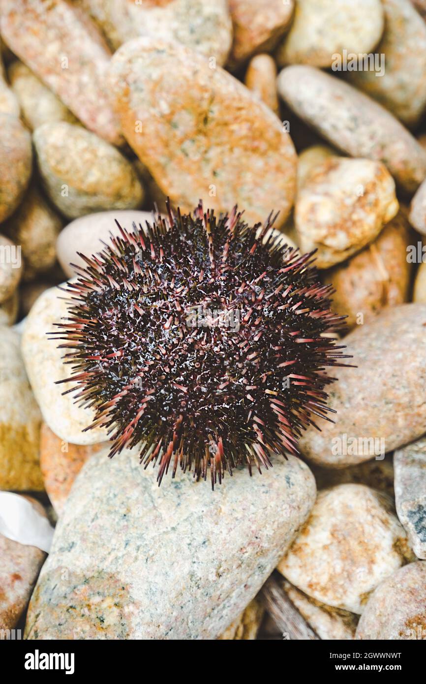 Source of iodine hires stock photography and images Alamy