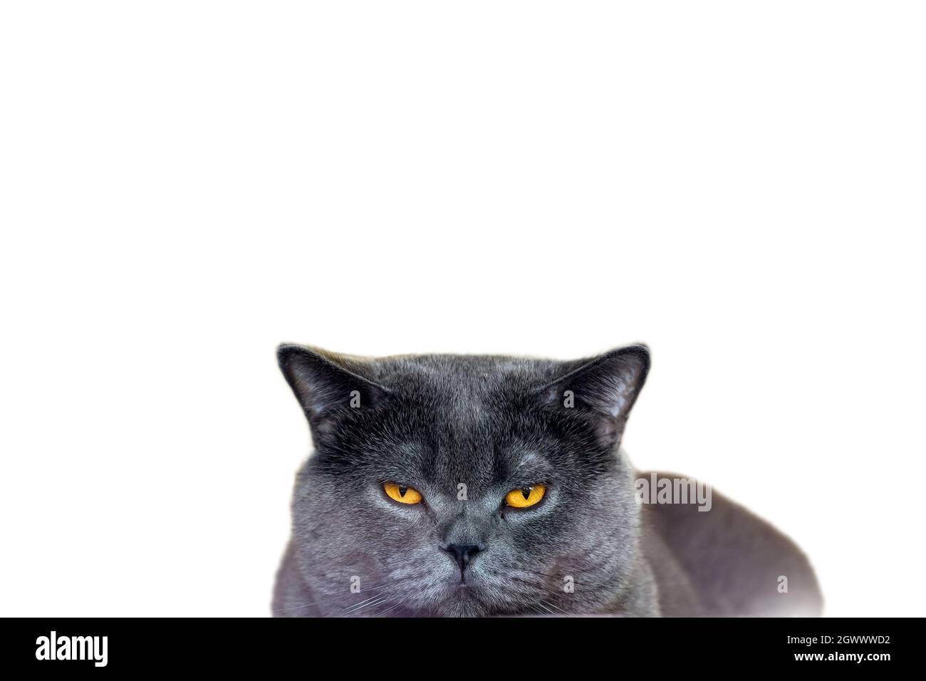 Blue British Shorthair cat on a white background, Closeup of the head and face of the cat is making a bored and dissatisfied face. funny face cat, ang Stock Photo