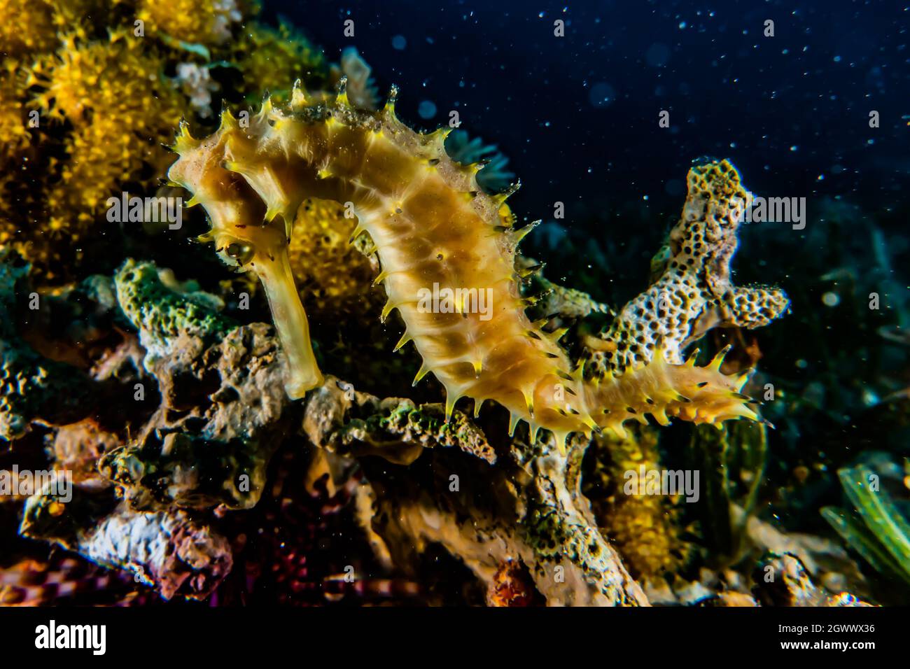 Sea Horse In The Red Sea Colorful And Beautiful Ae Stock Photo - Alamy