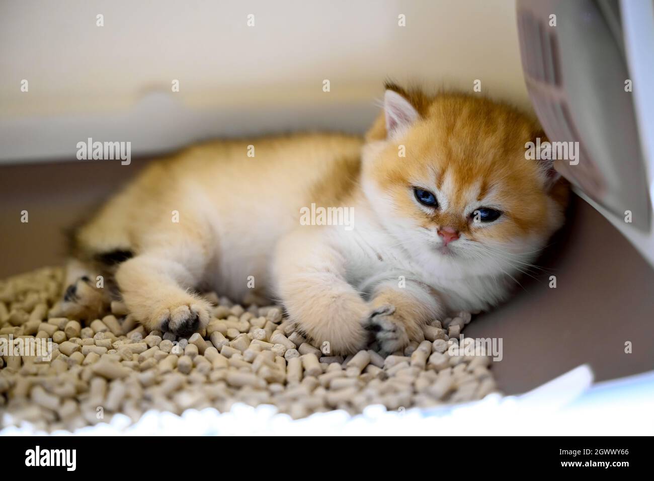 Cute British Shorthair Kitten Litter Box Home Stock Photo by ©NewAfrica  399894364