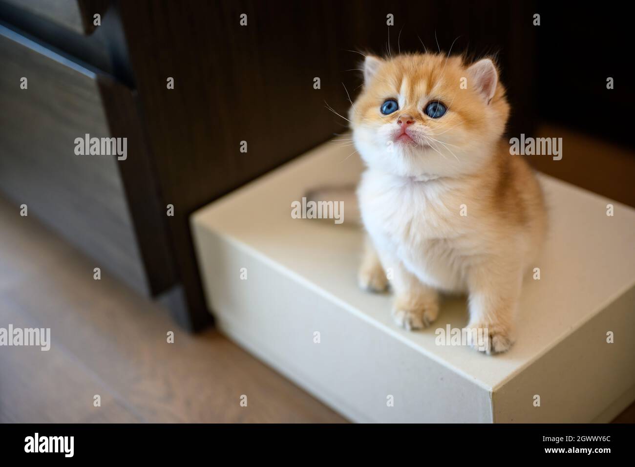 British Shorthair kitten sitting on a box placed on the floor, high view sees golden cat sitting and looking up, cute young kitten playing naughty and Stock Photo