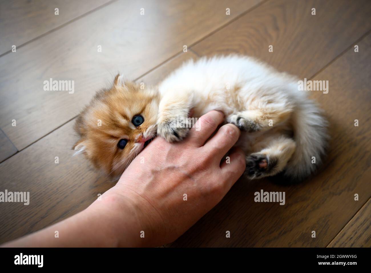 Kitten gnawing fingers, cat teasing people's hand, cute little British longhair golden color biting fingers and having fun playing with people, view f Stock Photo