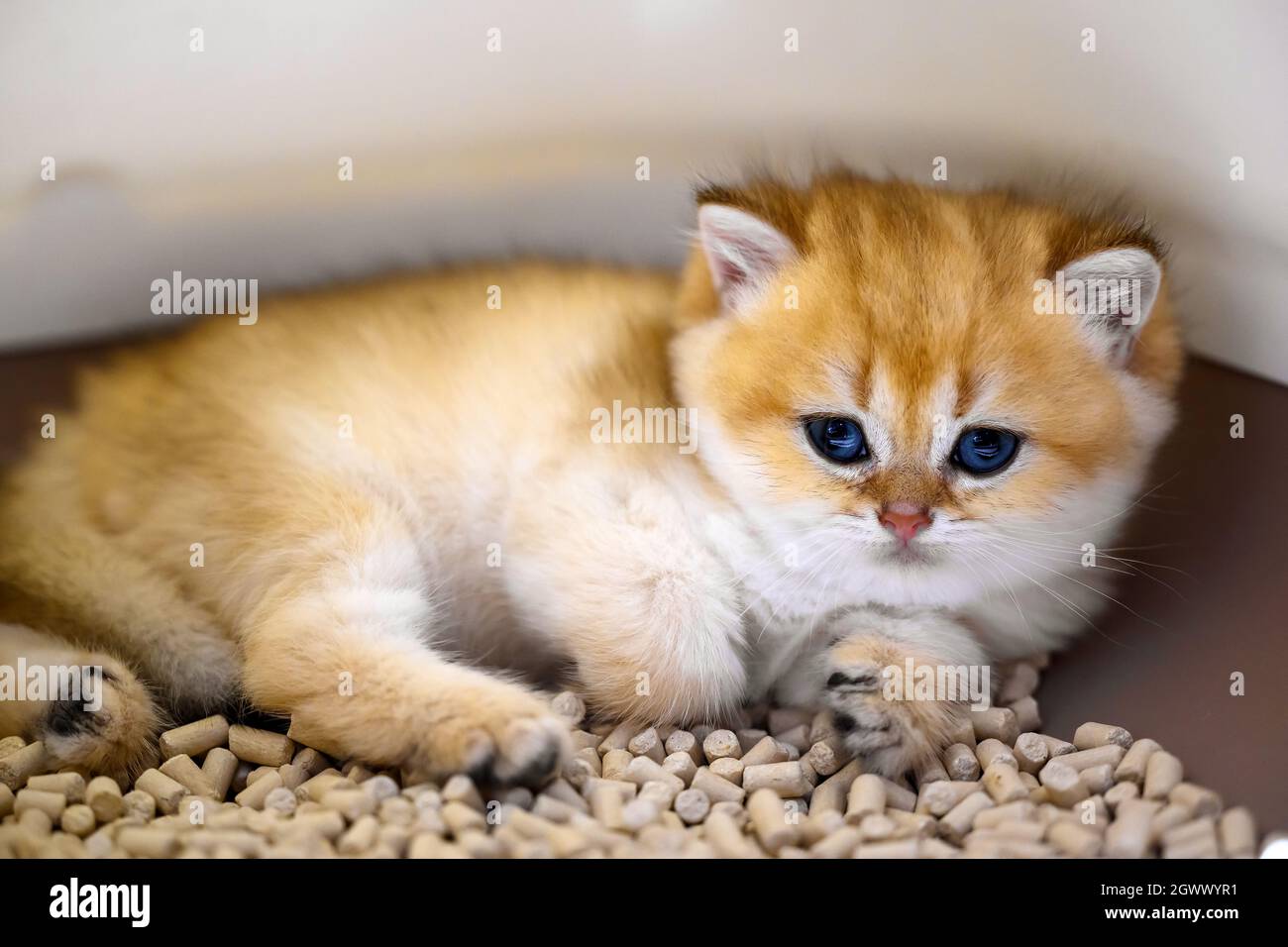 Cute little kitten sitting in the litter box with tofu cat litter, Golden British Shorthair kitten is sleepy. The cat sleeps in the box. Stock Photo