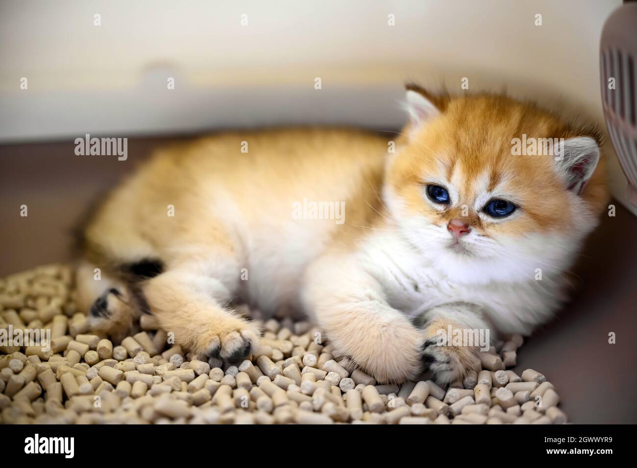 Cute little kitten sitting in the litter box with tofu cat litter, Golden British Shorthair kitten is sleepy. The cat sleeps in the box. Stock Photo
