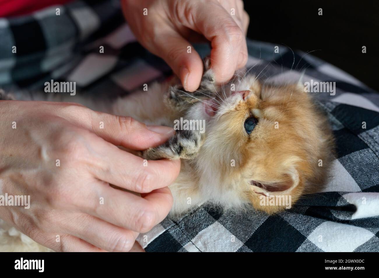 Cute kittens lying on owner's lap and playing with each other, cats biting people's fingers. Have fun teasing. The baby golden British longhair is cut Stock Photo