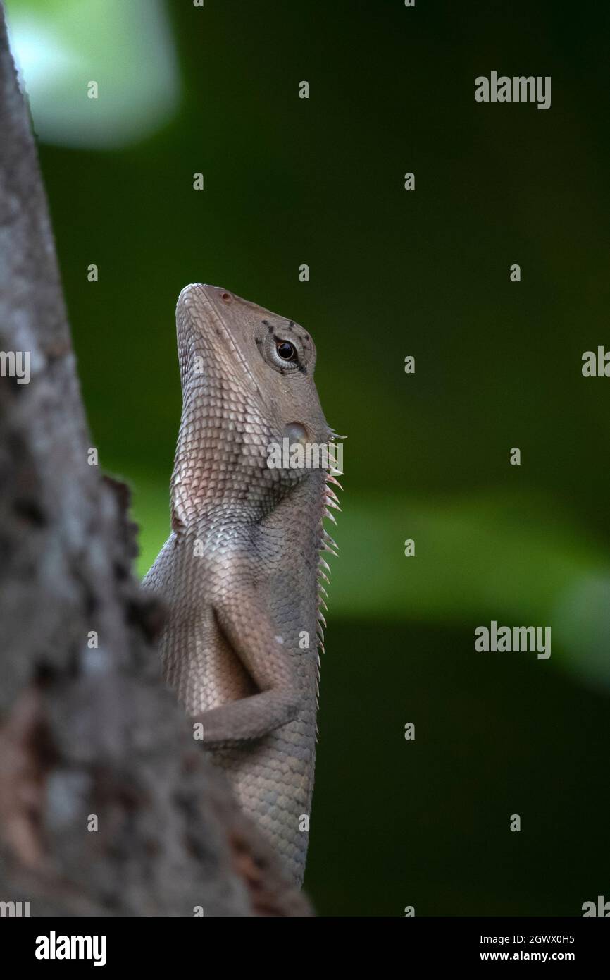 Beautiful INDIAN garden lizard holding a tree branch Stock Photo