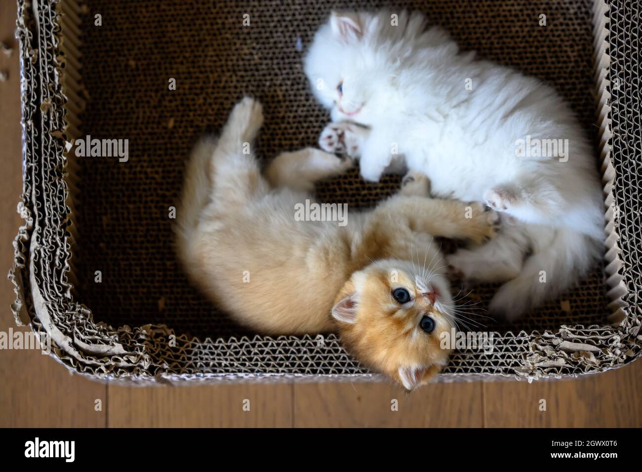 Two British Shorthair kittens playing happily lying in a cardboard box View from above, white and orange cats are naughty and looking up. Stock Photo