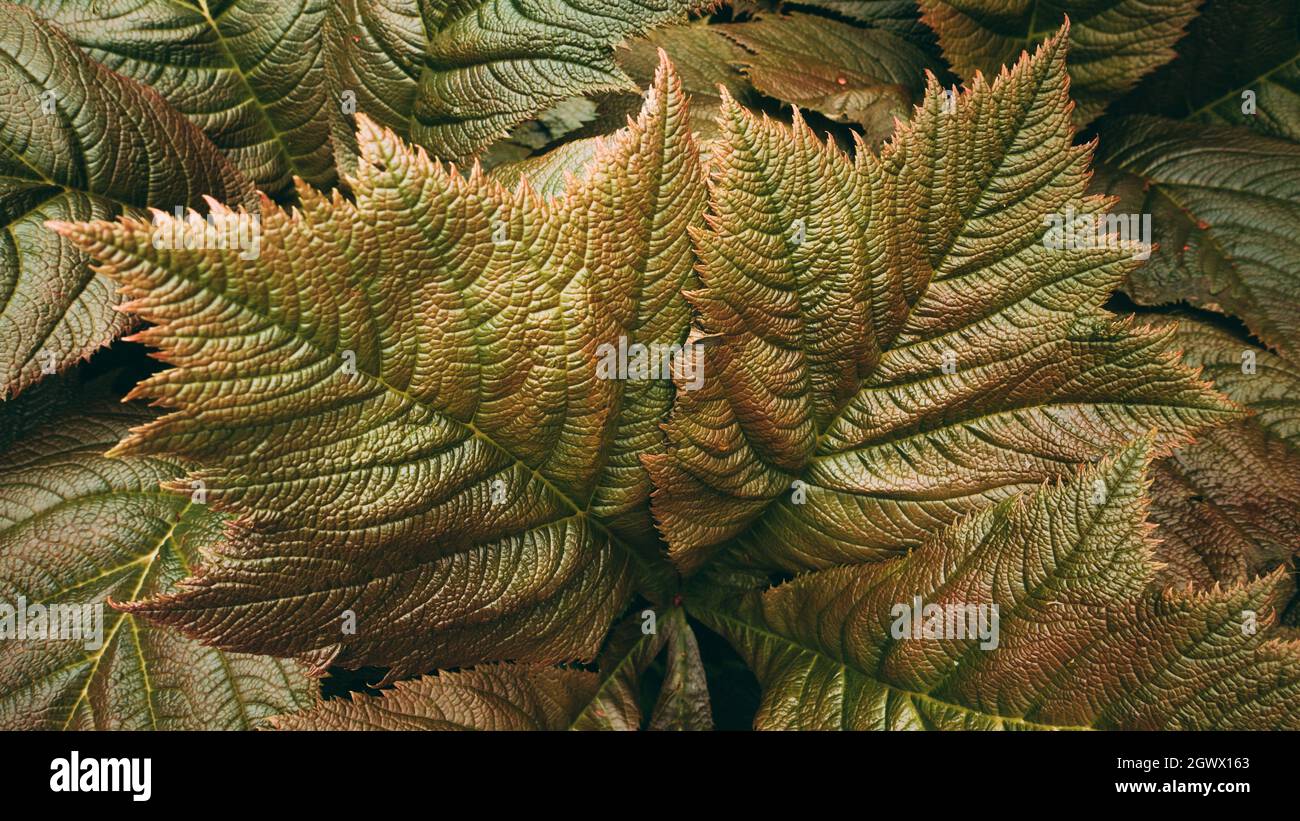Bronze turning green hires stock photography and images Alamy