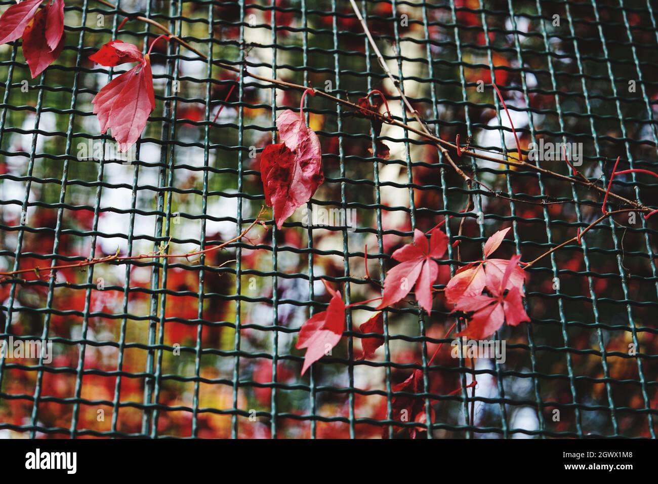 Close-up Of Cage Decorated With Leaves Stock Photo