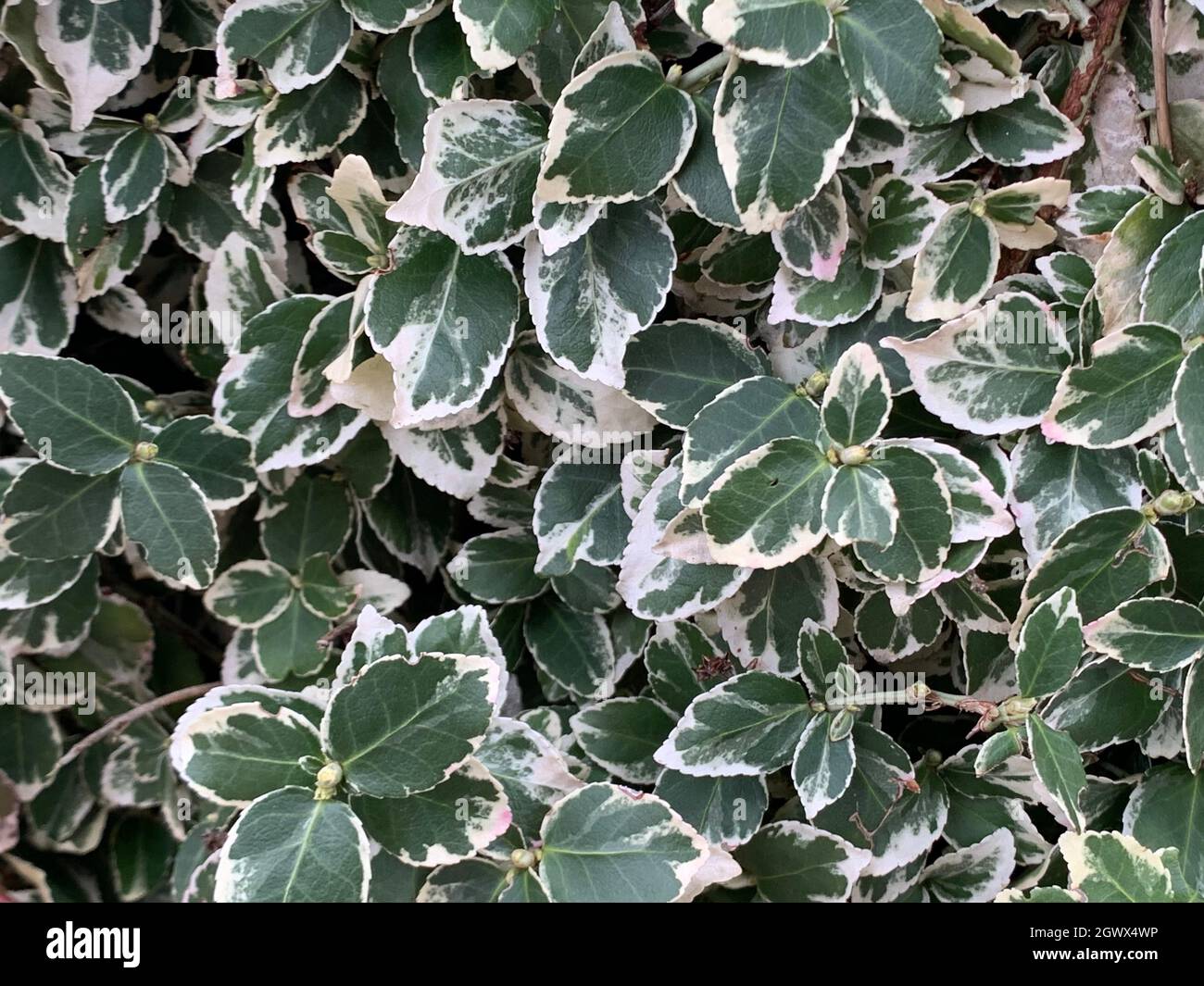 Full Frame Shot Of Fresh Green Leaves Stock Photo
