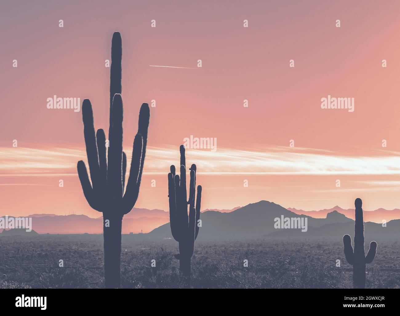 Silhouette Cactus In Field Against Sky During Sunset Stock Photo