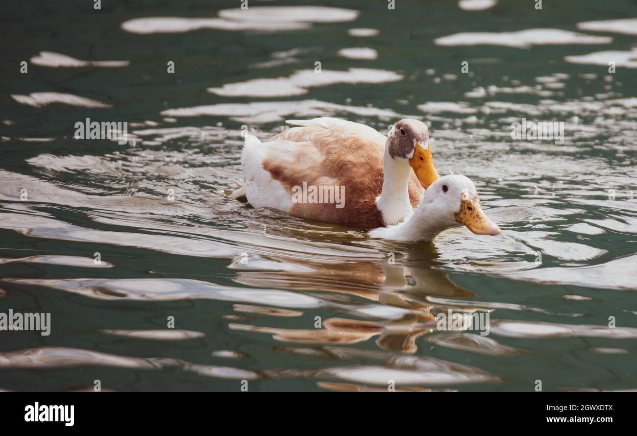 Ducks Mating On Lake Stock Photo Alamy