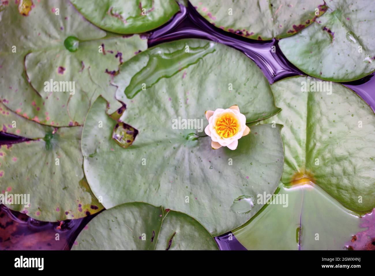 American Lotus Nelumbo lutea from above on cloudy day with leaves on water Stock Photo