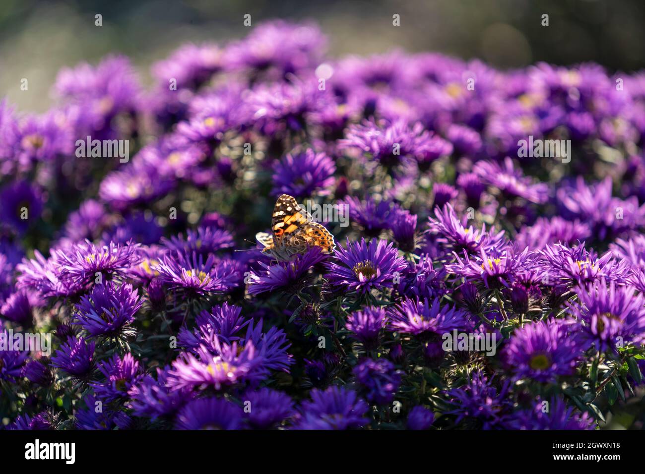 Butterfly flowers close up hi-res stock photography and images - Alamy