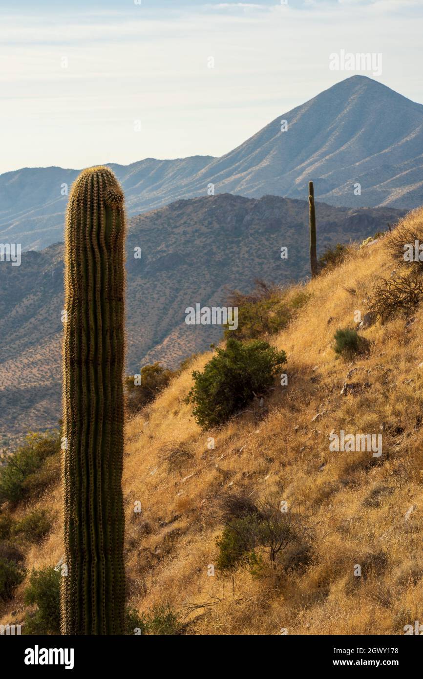 Scenic View Of Field And Mountains Against Sky With Saguaro Cactus In Foreground Stock Photo