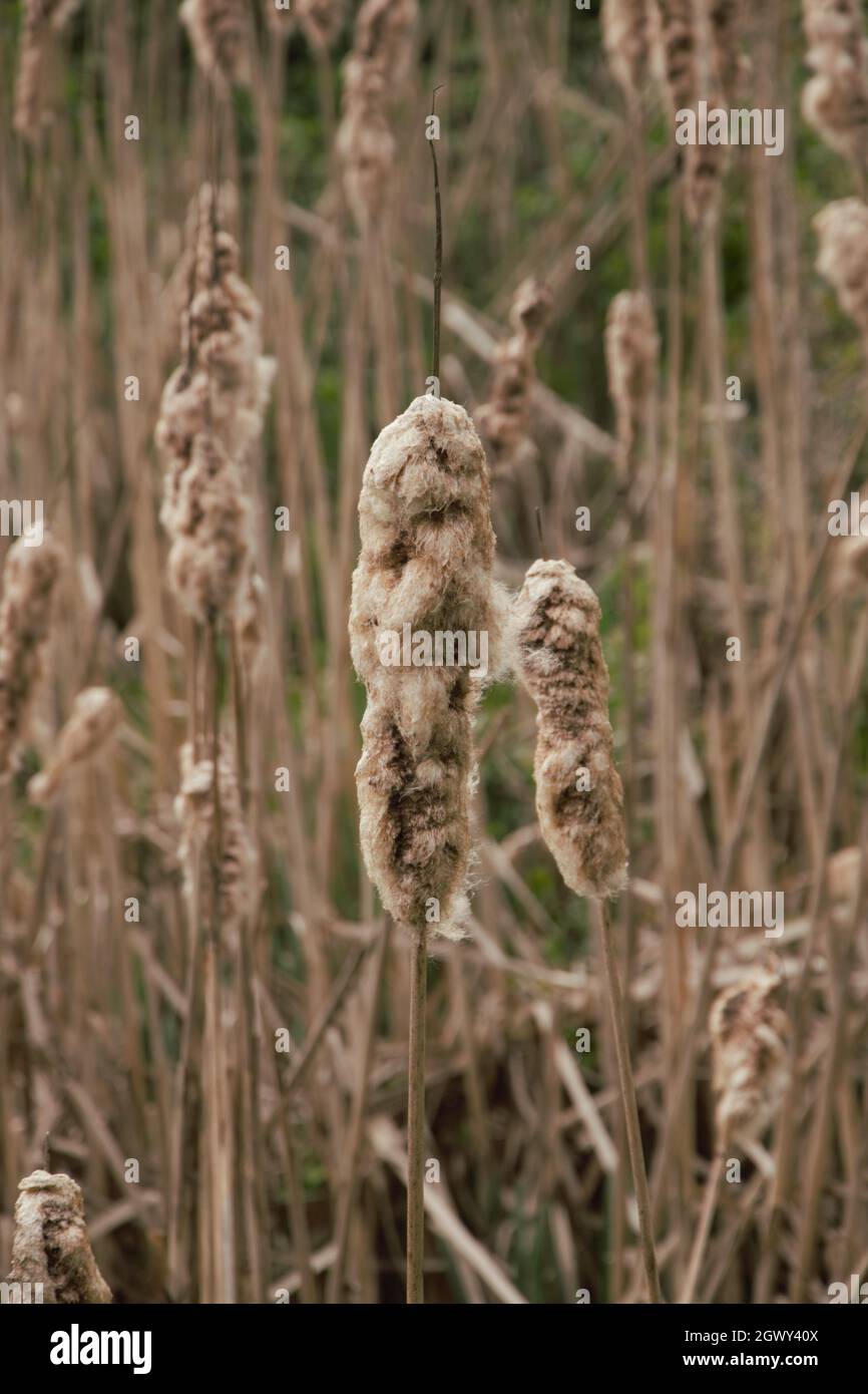 Cattails beach hi-res stock photography and images - Alamy