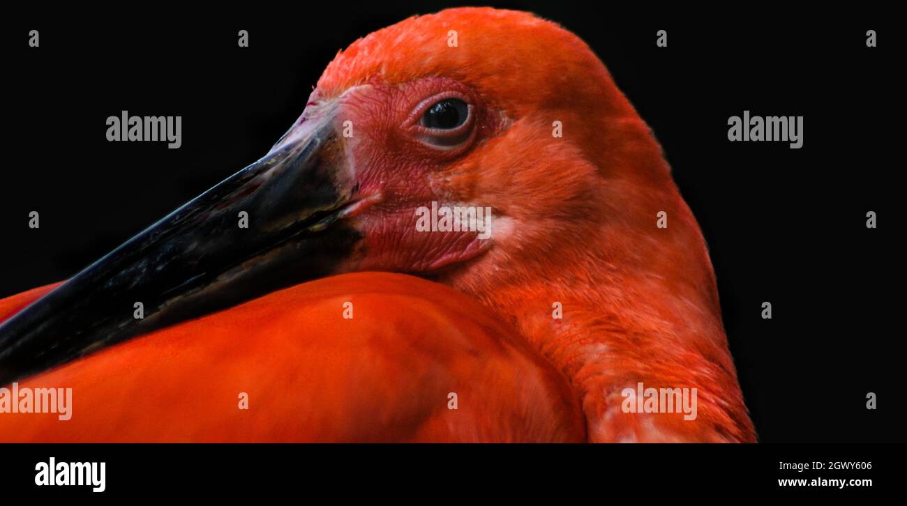 Close-up Of A Bird Stock Photo