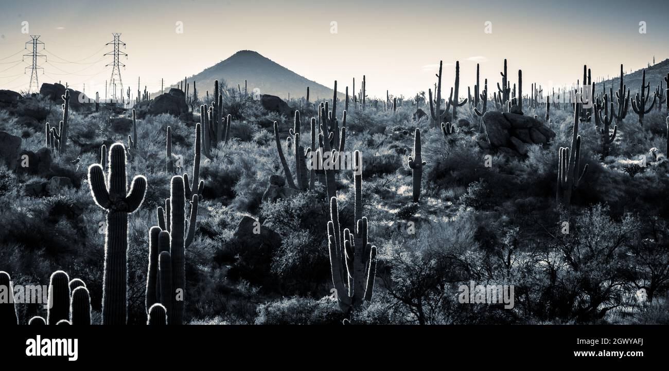 Panoramic Shot Of Cactus Plants On Field Against Sky Stock Photo
