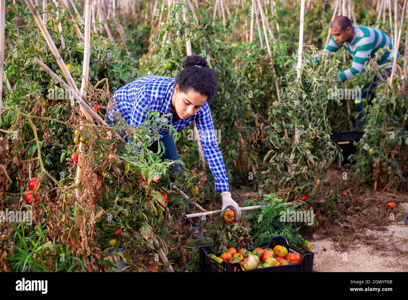 Happy farm owner picks ripe red tomatoes on the field Stock Photo - Alamy