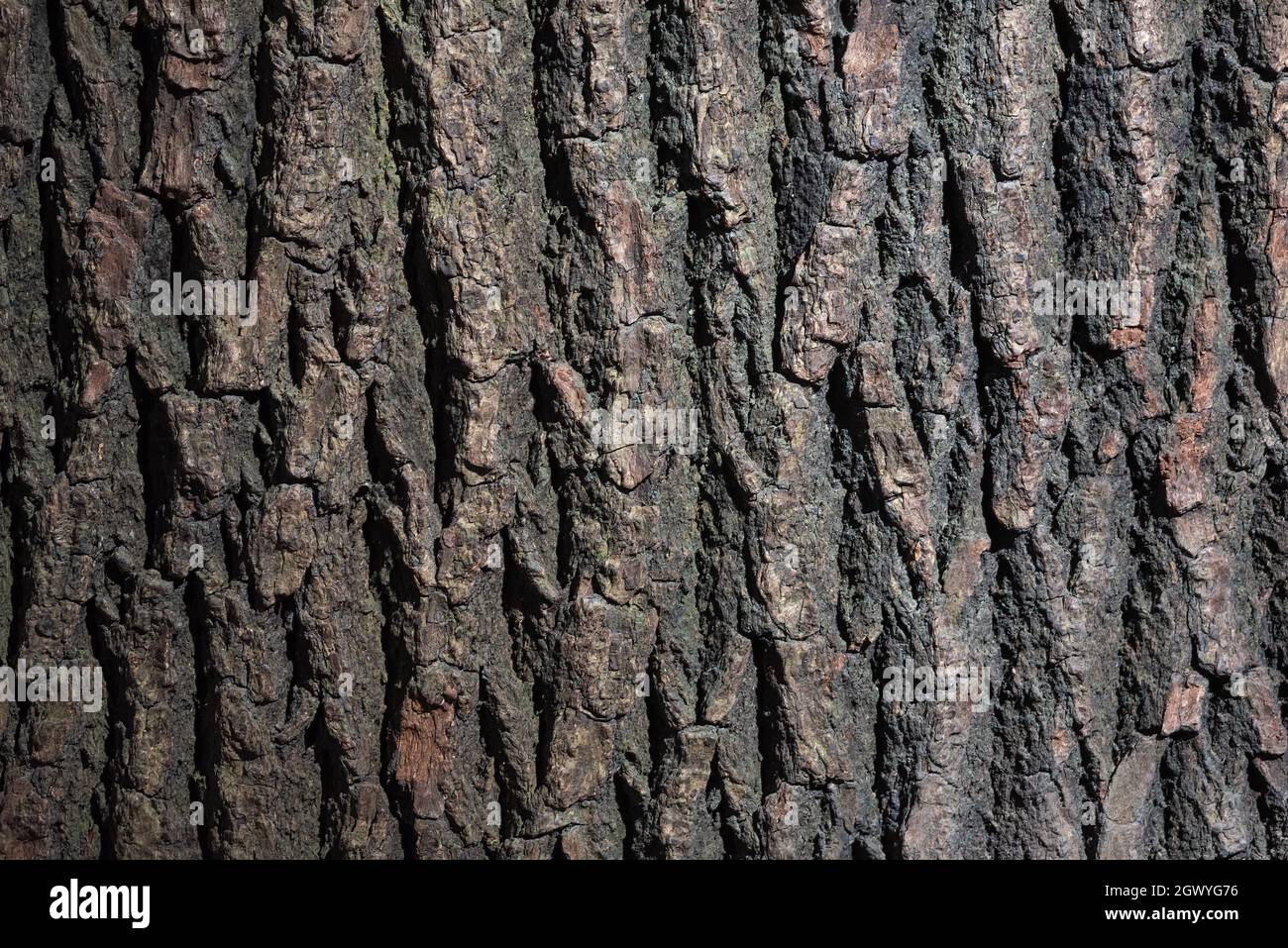 Cinnamomum camphora Presl - camphor tree - tree trunk close-up view for background texture Stock Photo