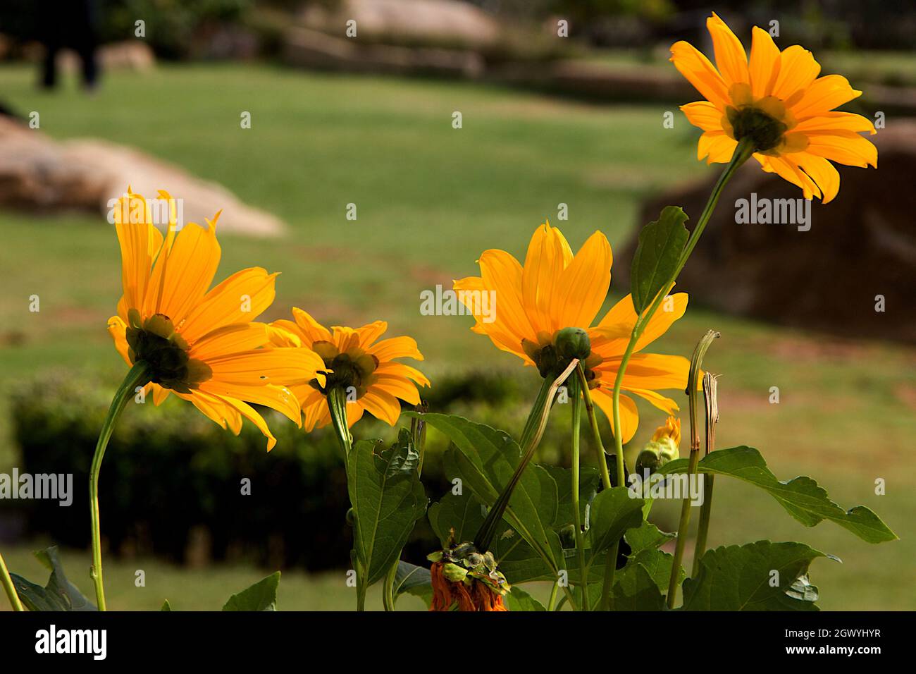 View of cluster of orange cosmos flowers in garden Stock Photo