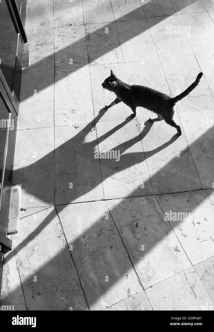 A Cat Walking Like A Catwalk, With Sunrise Rays, Playing With Shadows And Light Stock - Alamy