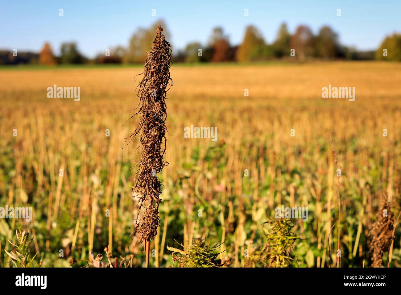 Low THC industrial hemp, Cannabis sativa, plant with harvested hemp field on the background. In Finland hemp is harvested in September-October. Stock Photo