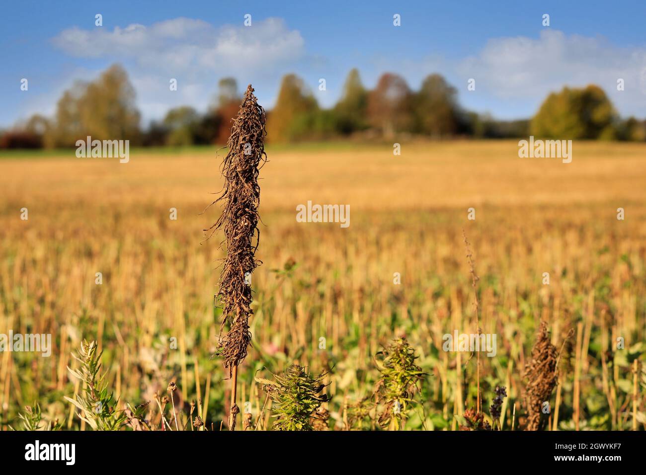 Low THC industrial hemp plant, Cannabis sativa, with harvested hemp field on the background. In Finland hemp is harvested in September-October. Stock Photo